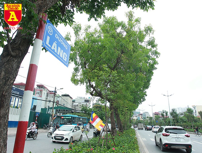 Trồng cây cảnh, phủ xanh dải phân cách ở đường Kim Mã